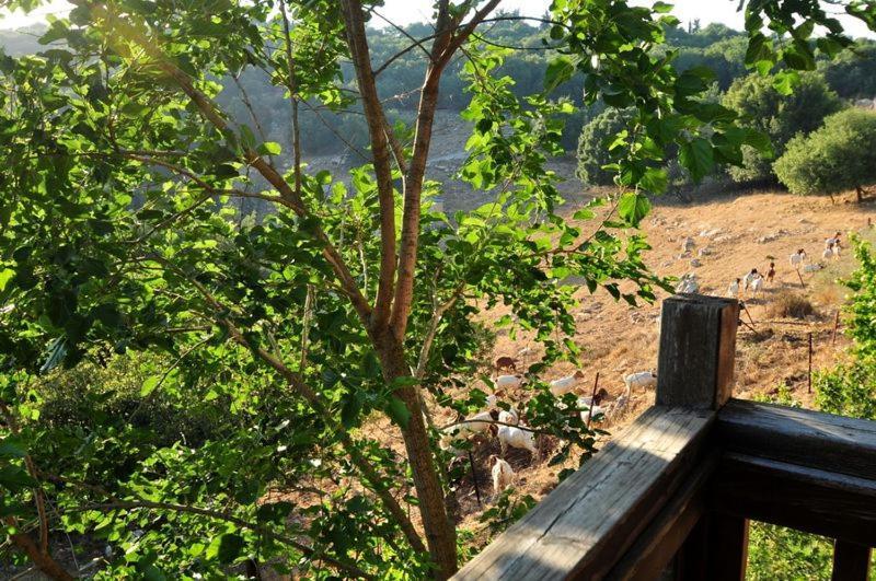 פסגת מתת Pisgat Mattat Villa ภายนอก รูปภาพ