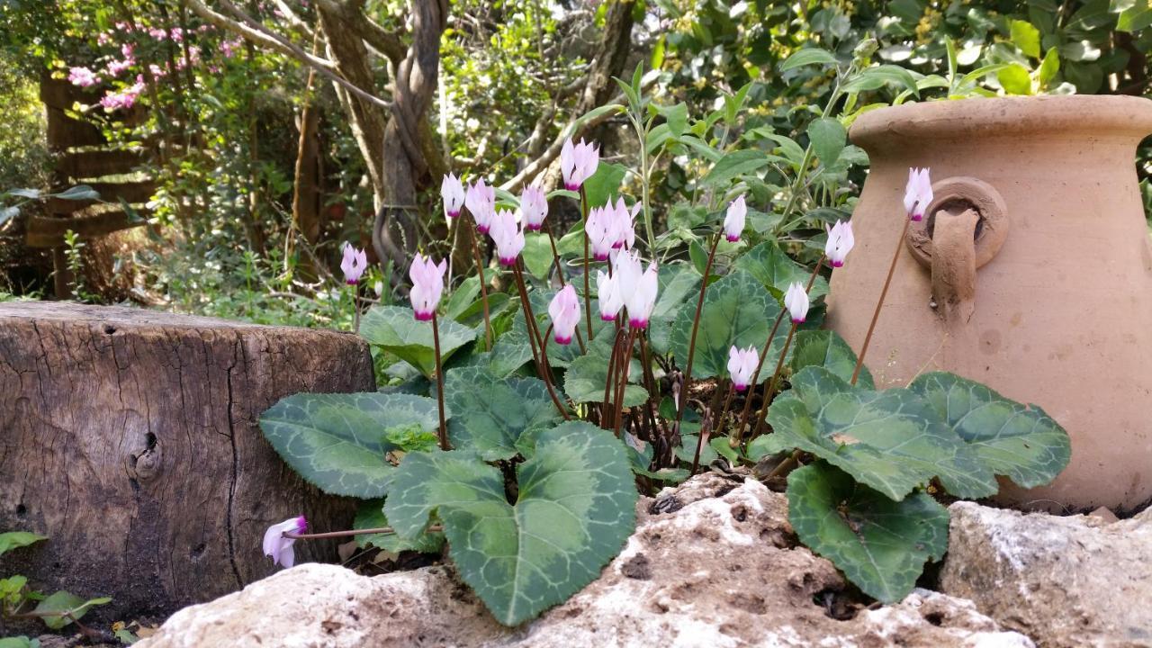 פסגת מתת Pisgat Mattat Villa ภายนอก รูปภาพ